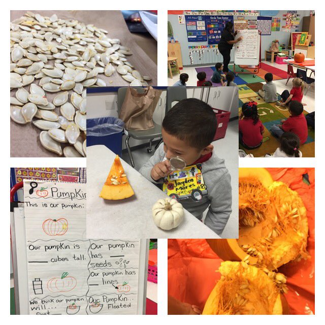 mayorga_debbie's tweet photo. Photos from our awesome Pumpkin Investigation today. We are full STEAM ahead 😉 #prekrocks #highqualityprek https://t.co/vMMahRtsjp