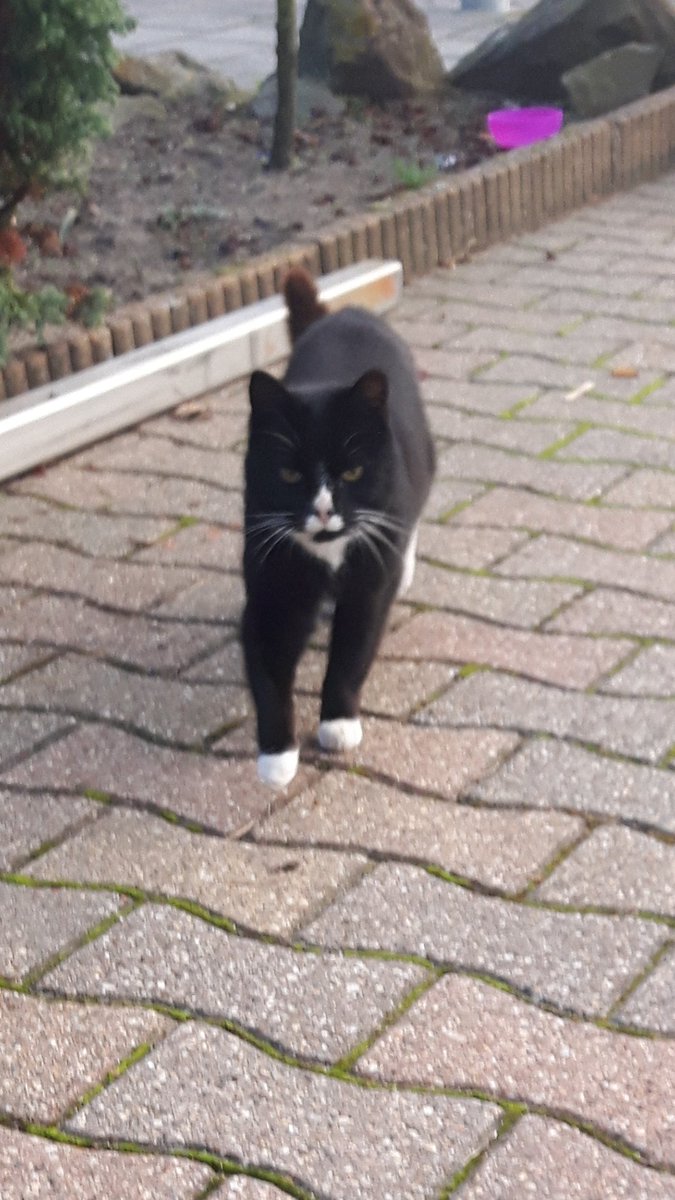 frevanpie's tweet photo. Wie is er zijn kat kwijt? https://t.co/RmaktWrCDM