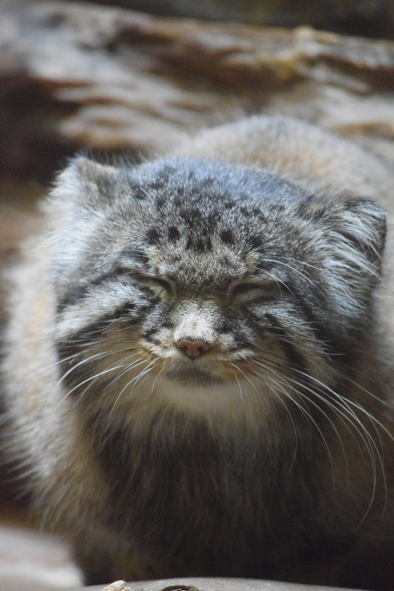 愛しき山猫 汝の名はマヌルネコ 46ページ目 Togetter 愛しき山猫 汝の名はマヌルネコ 46ページ目 Togetter