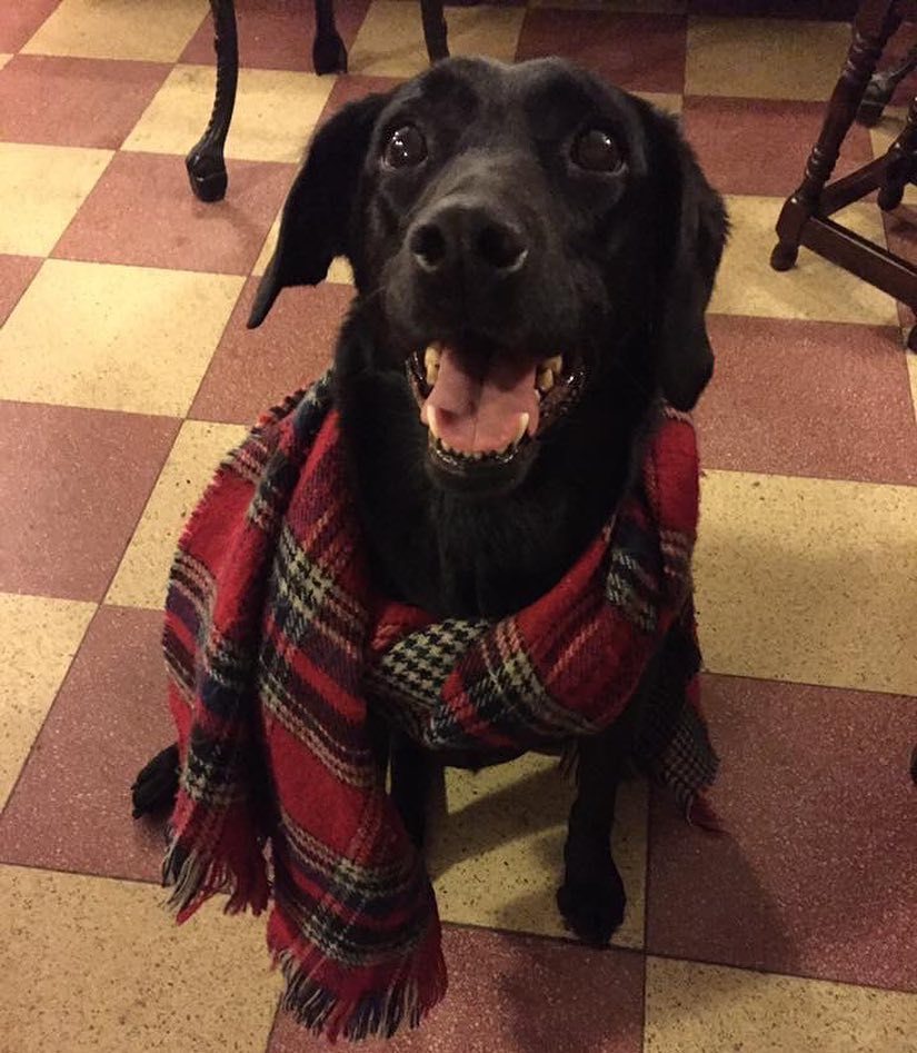 CaptainAndHound's tweet photo. Ready for winter 🐶 #dogs #dogsofinsta #scarf #blackdog https://t.co/MVhWblqAE1 https://t.co/wXlmFxWerT