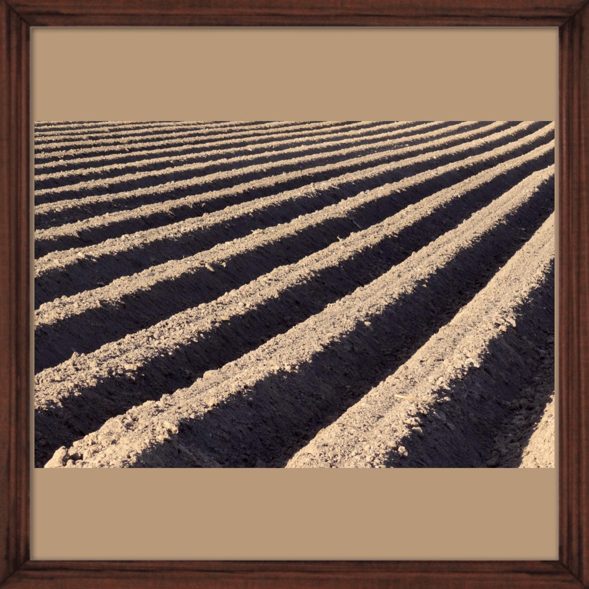 thompson_potato's tweet image. Potato field patterns #patterns #farmfield #patternfun