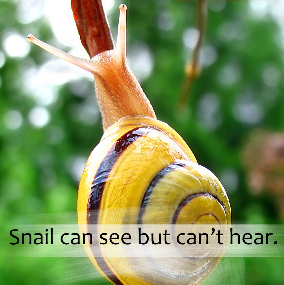 DailyRandomF's tweet image. Snail can see but can’t hear.