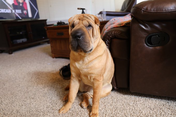THIS NEW CAMERA COMES IN SO GOOD.  I THINK I CAN SEE MY DOGS HAIR FOLLICLES LMFAO https://t.co/WlFq9<a href="/tag/choices"class="tags"><span>#choices</span></a>