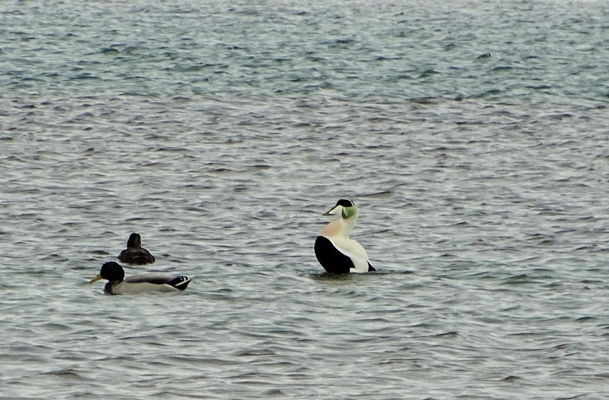 Leuke vogel driedaagse gehad op Texel o.l. v. <a href="/frank_off/">Ethan Reyna</a> Het mooie weer op maandag was cadeau! Eider, strandleeuwerik, wulp, en veel meer!