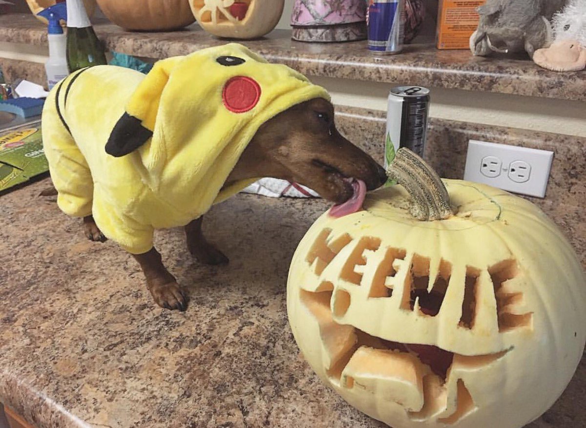 FoundAnimalsOrg's tweet image. Congrats to @kristennerdy's Pikach on winning our #MicrochipMonday costume contest! Hope you had a Happy Halloweenie! 🐶🎃 #tongueouttuesday