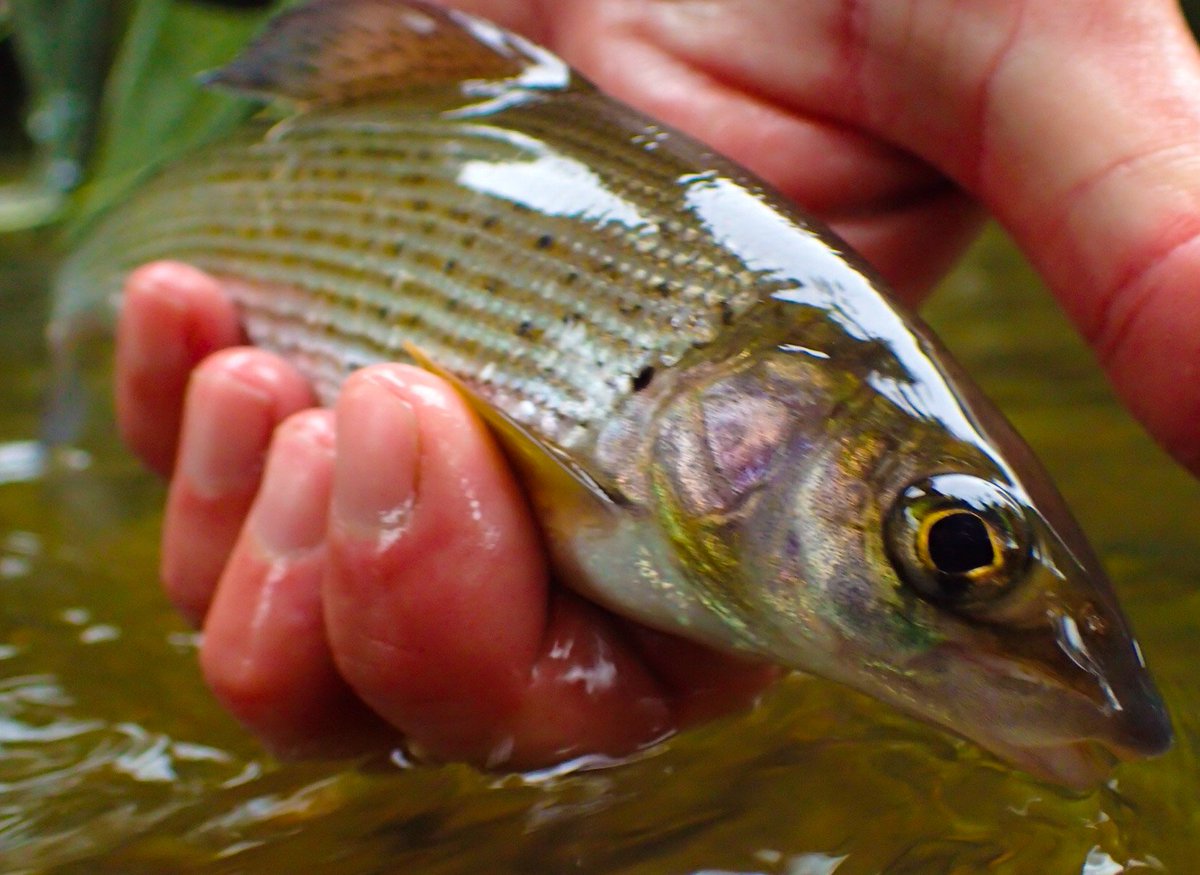 peaksflyfishing tweet picture