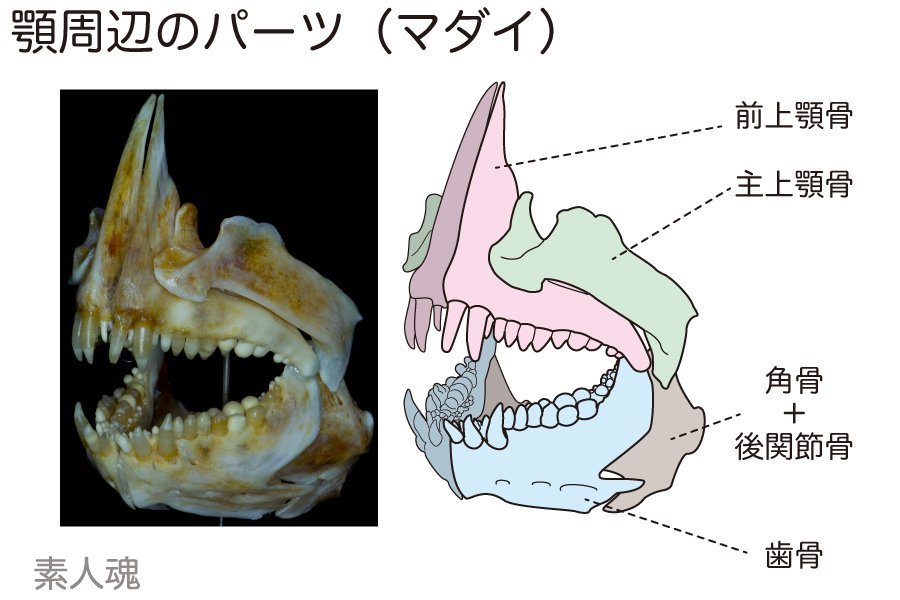 浜辺に打ち上がった骨を何の骨か当てる話2題 Togetter
