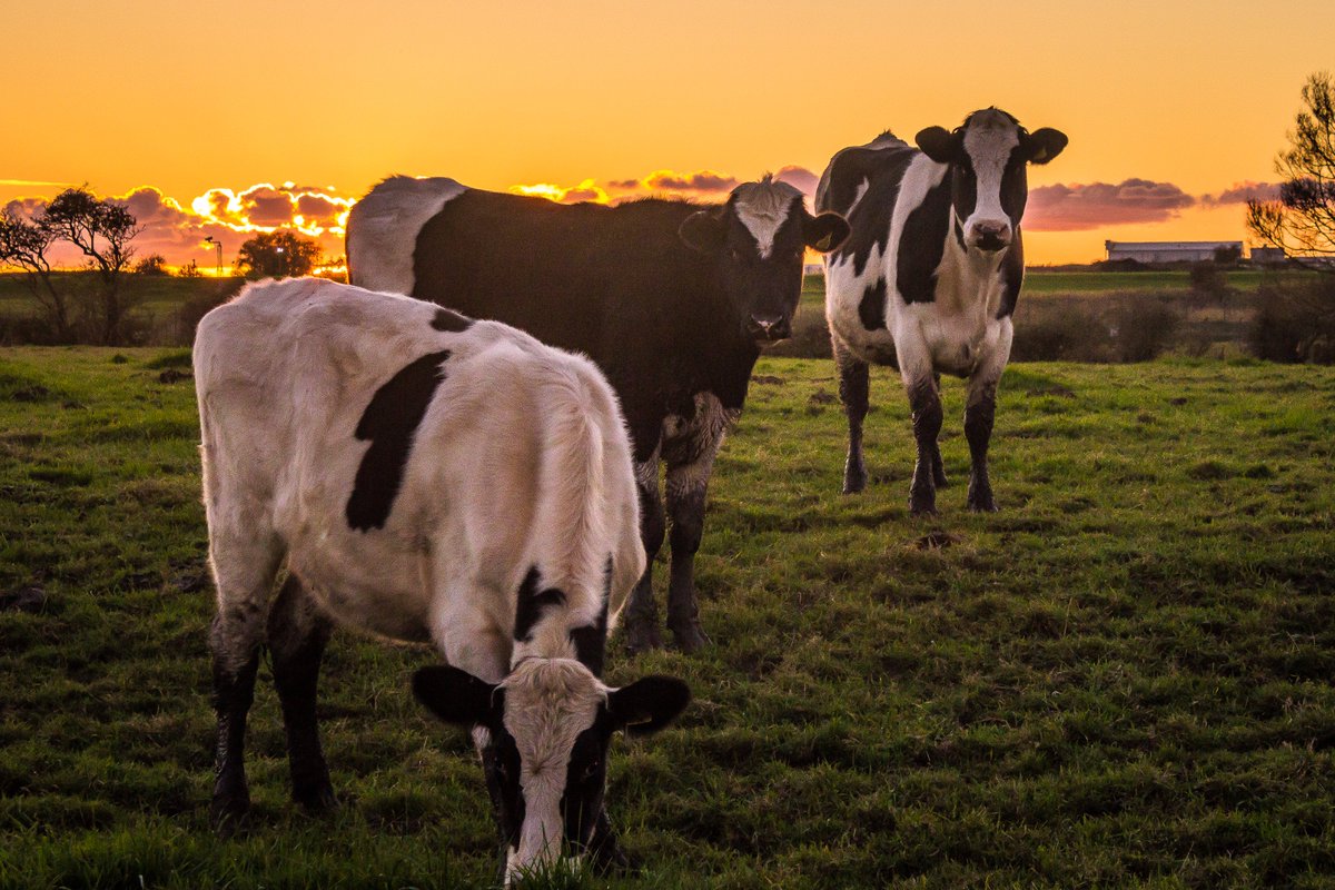 Jon Byles Hardman (@jonbyleshardman) on Twitter photo When #Freckleton cattle "photobomb" a decent sunset on the #FyldeCoast <a href="/visitfyldecoast/">visitfyldecoast</a> #lovelancashire When #Freckleton cattle "photobomb" a decent sunset on the #FyldeCoast <a href="/visitfyldecoast/">visitfyldecoast</a> #lovelancashire