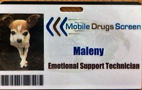 MDScreens's tweet photo. Maleny now has her company ID and has been working to calm nerves of clients for their drug test. So far 100% negative results on her watch. https://t.co/SRnrMt753g