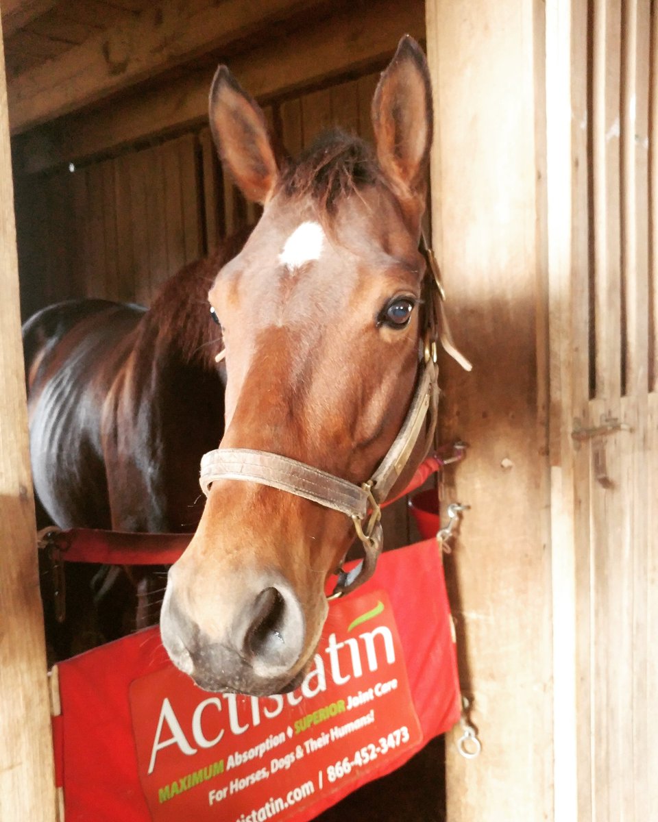 Welcome to the family Proud Royal!
#RetiredRacehorseProject2017 #ProudRoyal #BittergreenFarm #OTTB