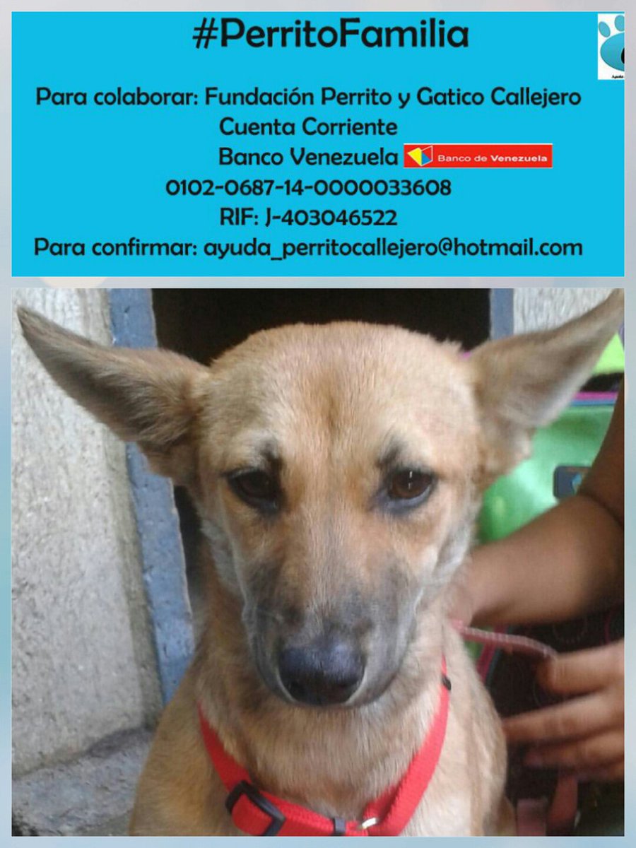 Perrito Callejero tweet media