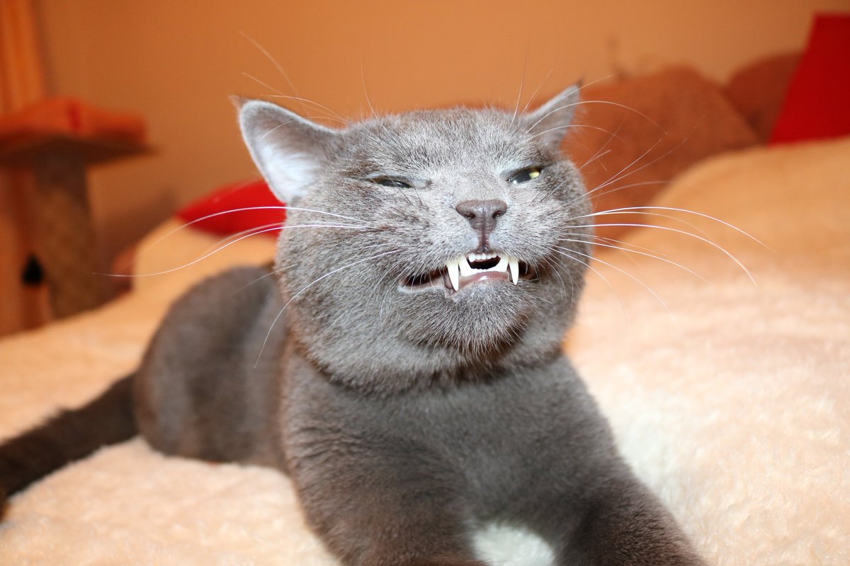 ZeDanielle's tweet photo. #коты #кот #любовь #смешной_кот  #Сириус https://t.co/INHVZYakGA