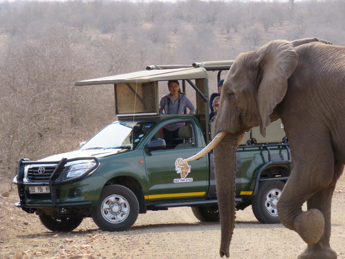 KurtSafaris's tweet photo. Wow look at this beauty so close African Elephant @SANParksKNP @KrugerLowveld @LatestKruger #safari #travel #Elephant #SouthAfrica https://t.co/600HGFjXa7