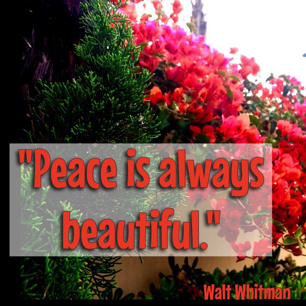 Shari Crane Fox, M.D. on Twitter: "“Peace is always beautiful ...