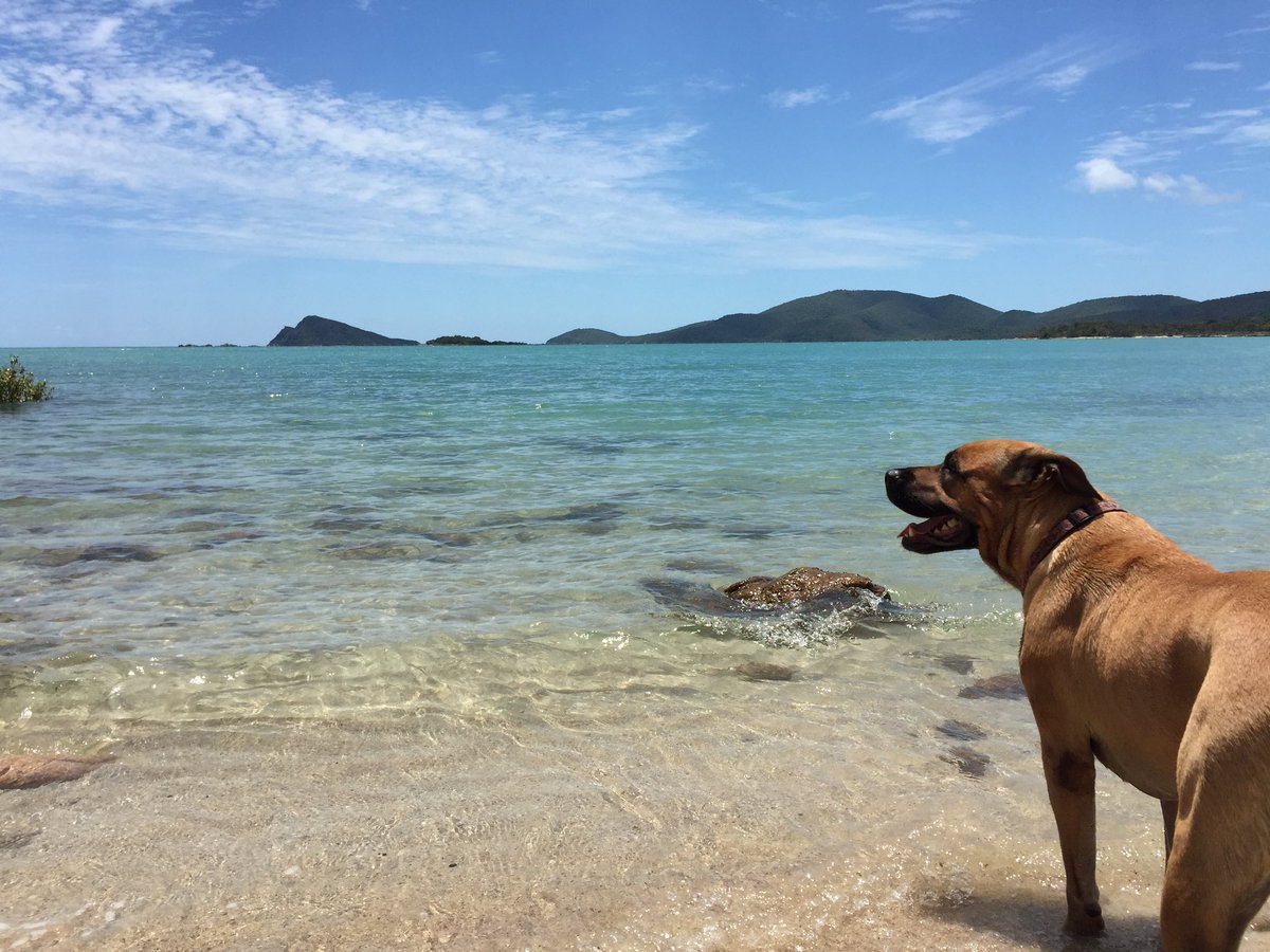 Maja_Zwolsman's tweet photo. No dingoes, just dogs. 🐶🌴 #DingoBeach @WhitsundaysQLD @Queensland https://t.co/6WlZO2w6ll