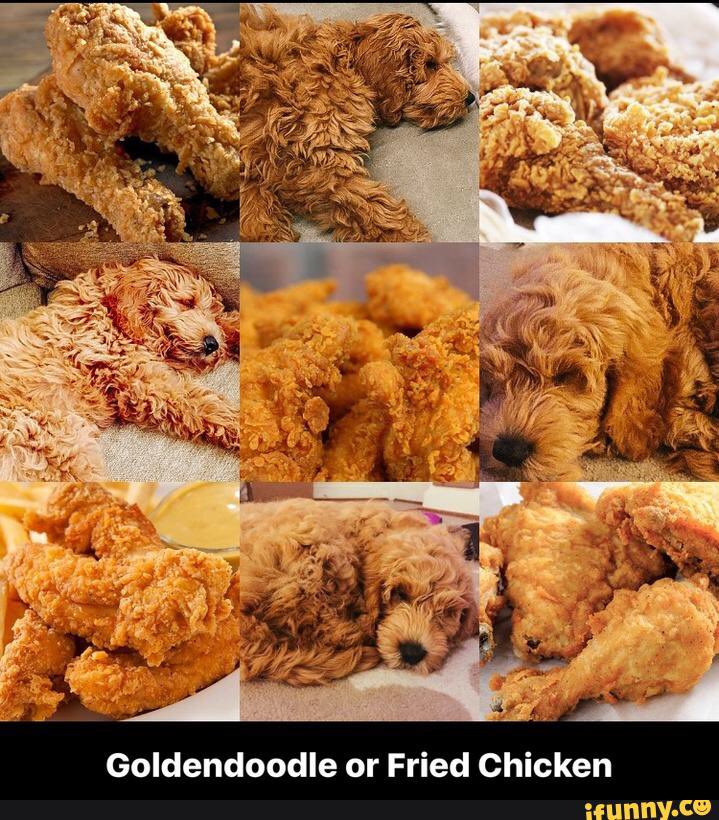 chickenfrieday's tweet photo. I'm voting for #Raleigh to receive a #BenefulDogPark makeover. Cast your vote! 04939 https://t.co/DS3nsR6jN5 https://t.co/XEyvdOKhWR