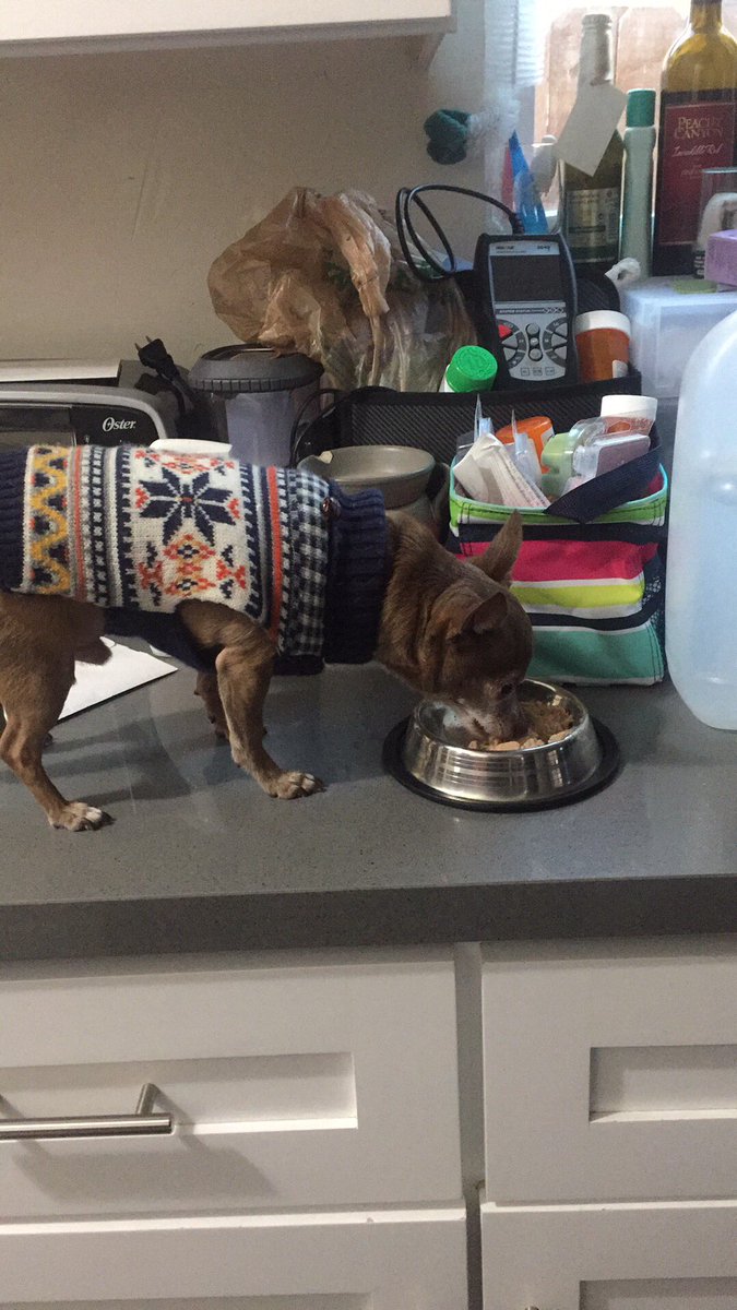 AsianEllen's tweet photo. When your teacup chihuahua is your baby and can't eat dry food #dinnertime on the counter #dogsoftwitter #Eduardo #mybaby https://t.co/ggQNpP3nvS