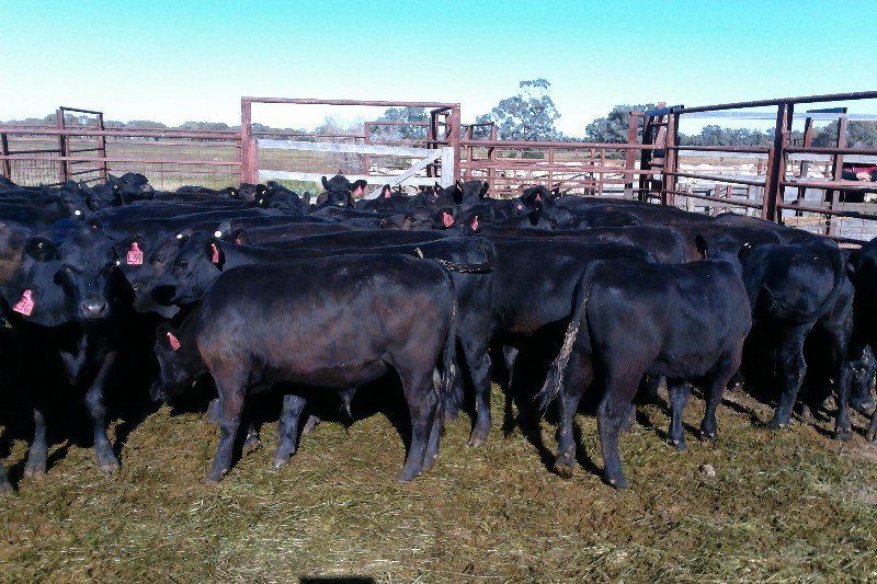 angusaustralia's tweet photo. $4.26/kg $1,240 54 #Angus weaned #steers, 291kg =top @AuctionsPlus 250-300kg. The 12-13 month old steers #Conargo #NSW #AngusPremium https://t.co/vhkoTVJNBl