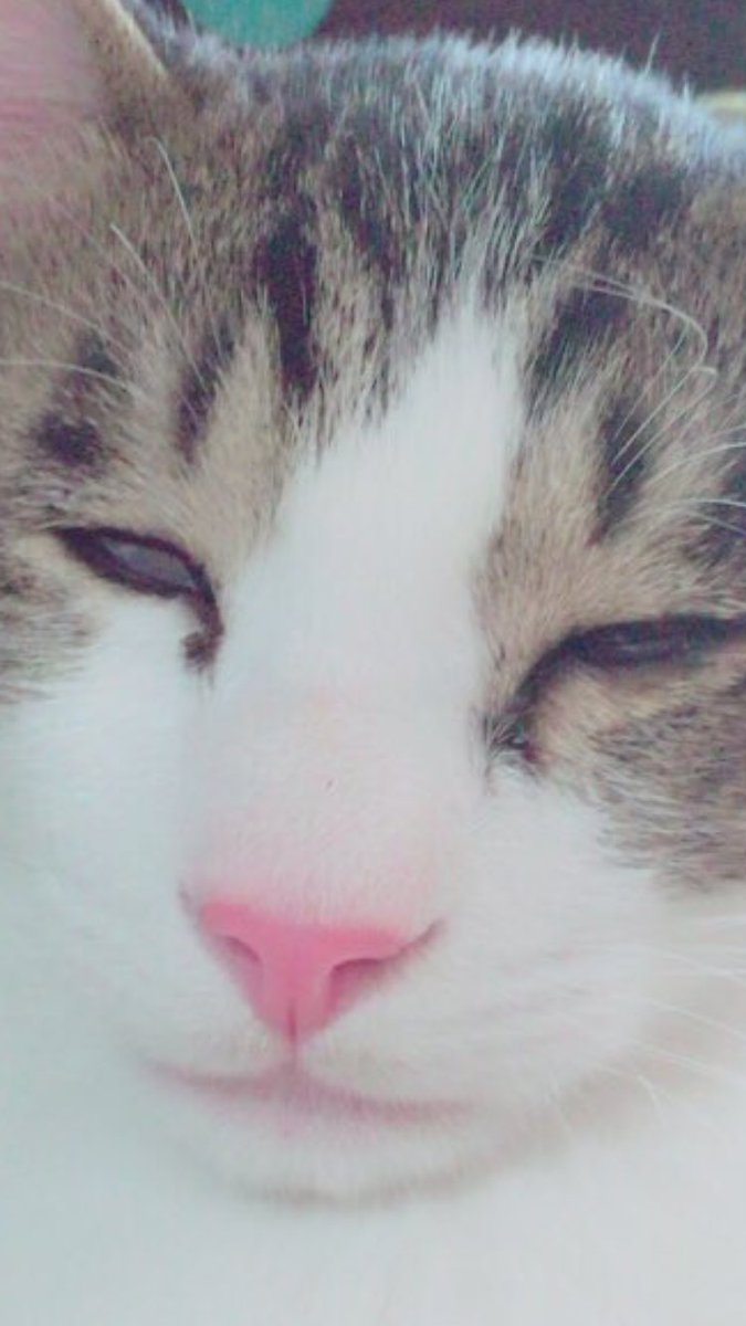 xUmi_cAT's tweet photo. 白目⚪️⚪️四劇場🐱海ver.

#猫好きさんと繋がりたい 
#ねこ https://t.co/IYNKDfUOSN