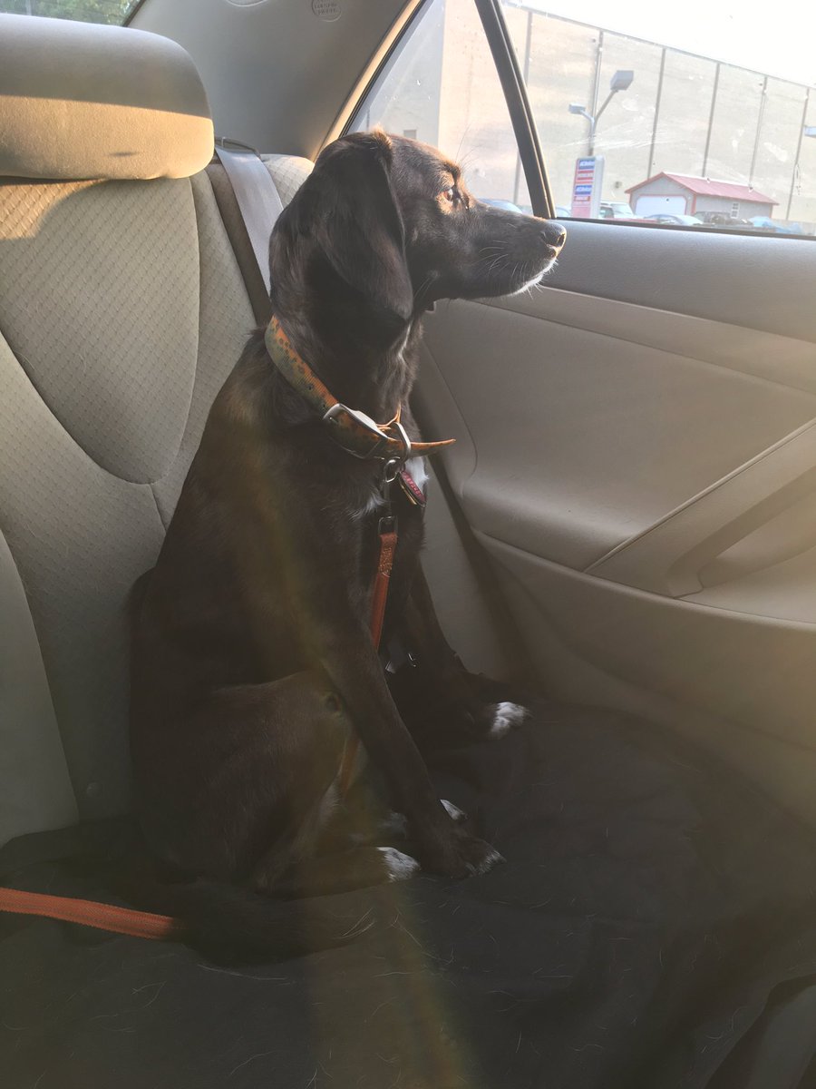 I'm voting for the #Indianapolis #BenefulDogPark and so is Georgia