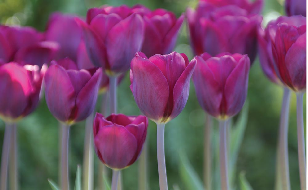 bulb_chat's tweet photo. What is your #favorite #spring #flowering #bulb? #Daffodils, #tulips, #crocus? https://t.co/V0uQkZFnR7