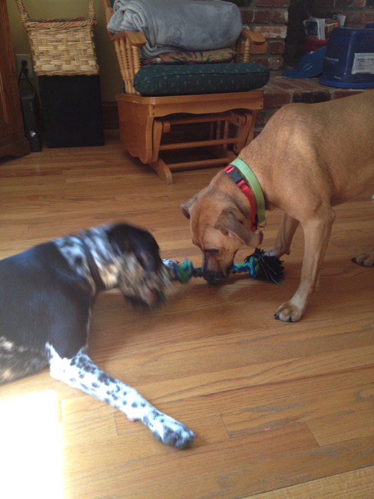 Puppies gotta play! #raleigh #BenefulDogPark
