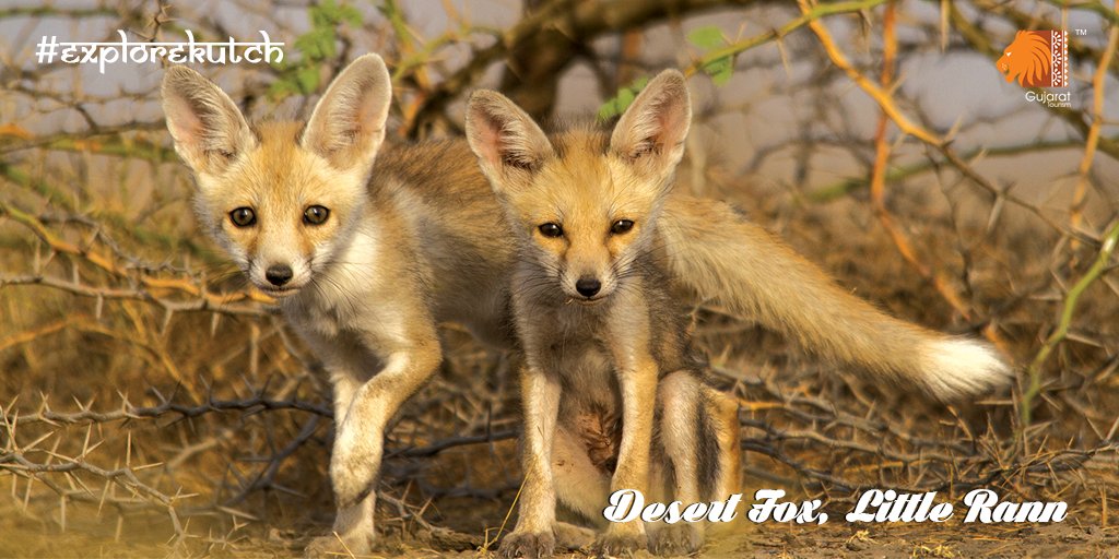 This white-footed fox is a small, shy animal that lives in the Little Rann of Kutch. Spot them during your cross-desert safari!#ExploreKutch