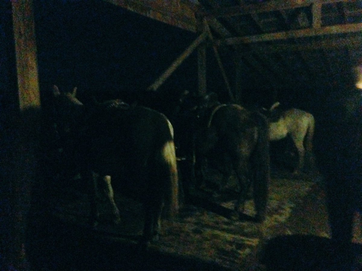 MoniqueArmstr18's tweet photo. I was going through my photos and stumbled across this picture of an unforgettable full moon horse back ride way back from December of 2015 https://t.co/xlFkRPNUDL