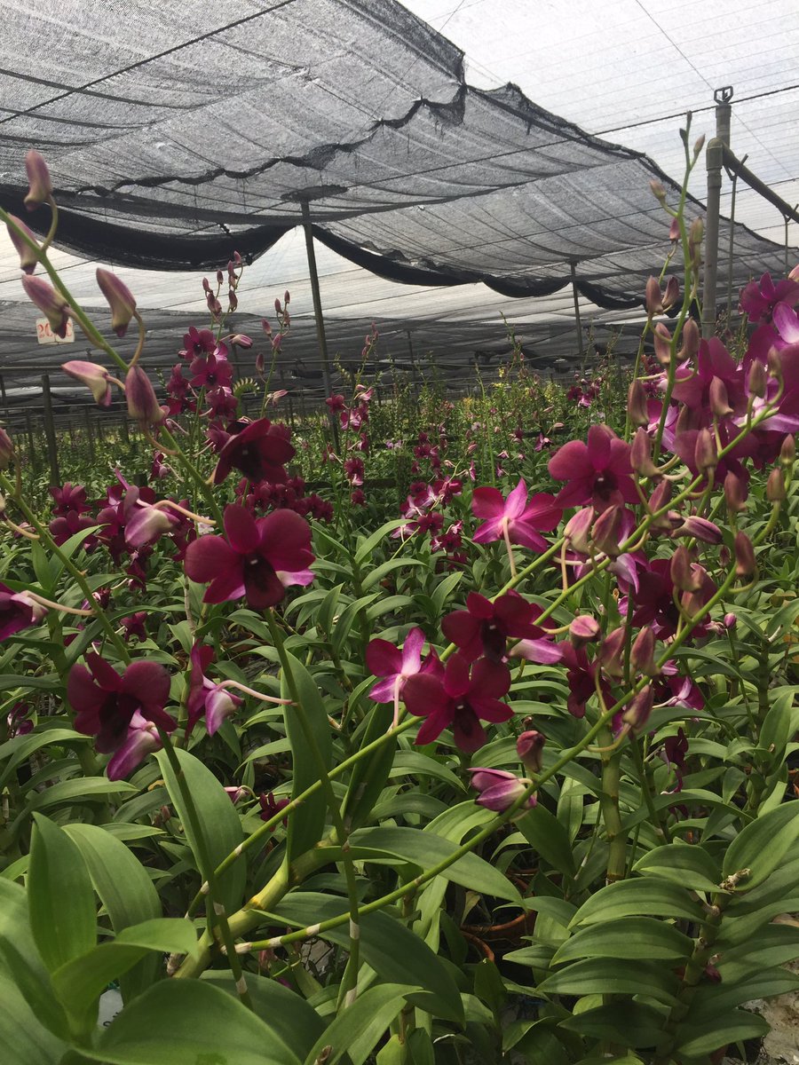 AnaSaleh's tweet image. The Orchid is mother nature's masterpiece 
*NLEmbassy visit to Eka Karya Orchid Greenhouse*