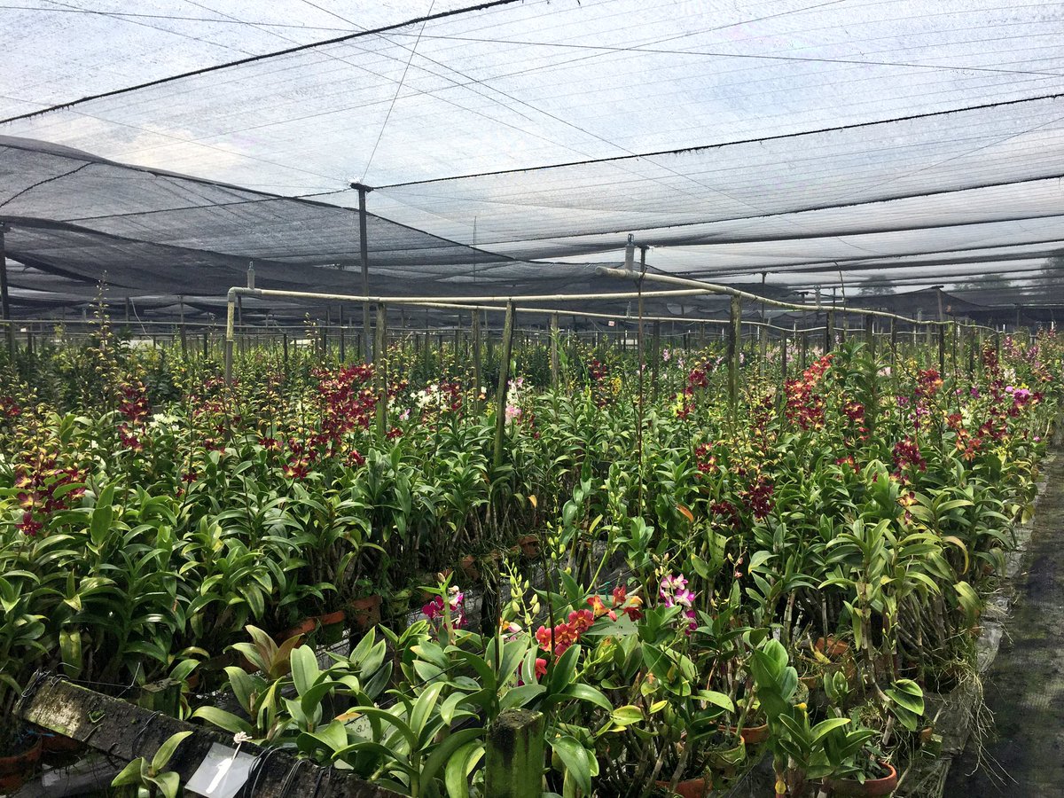 AnaSaleh's tweet image. The Orchid is mother nature's masterpiece 
*NLEmbassy visit to Eka Karya Orchid Greenhouse*