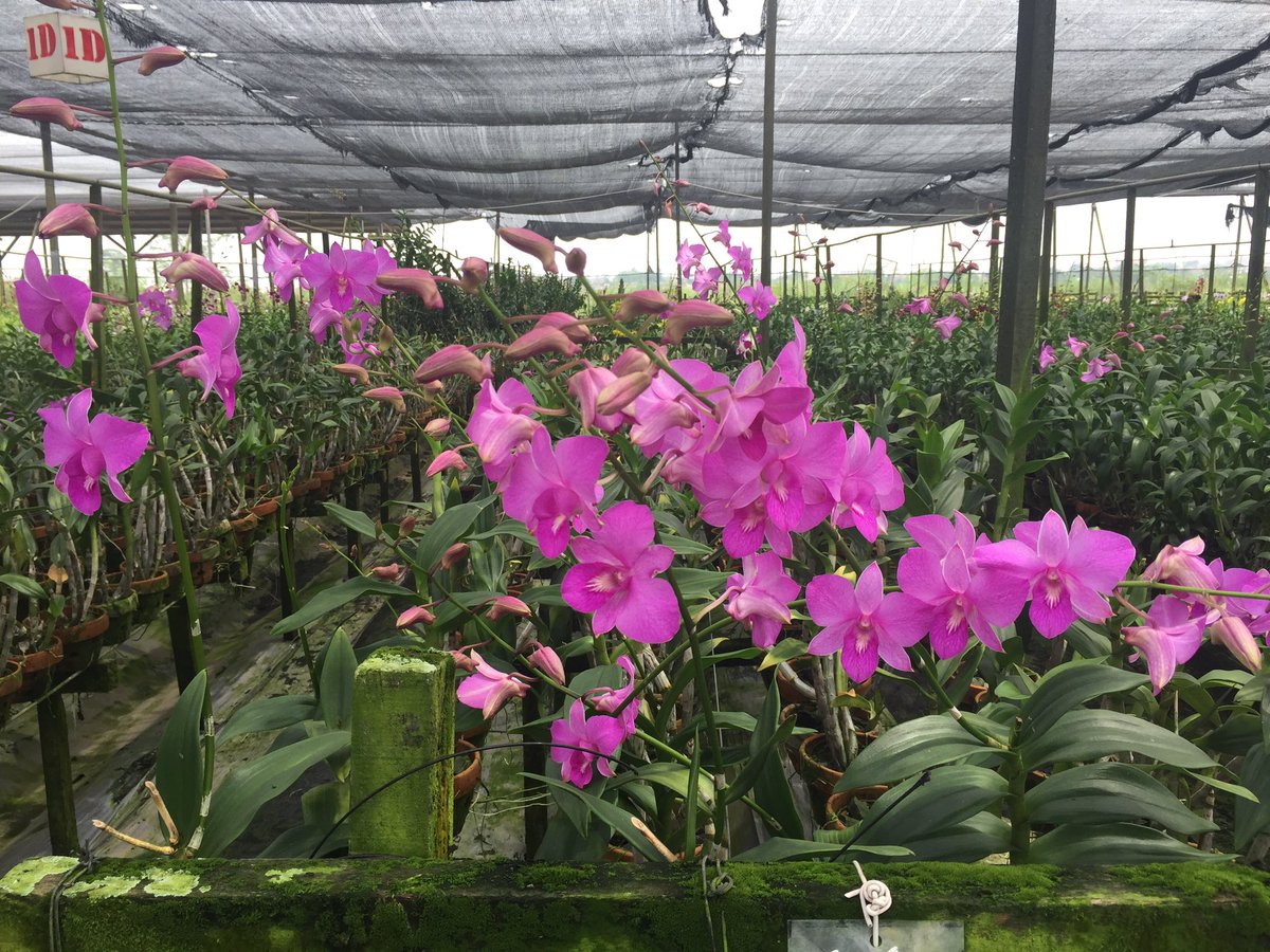 AnaSaleh's tweet image. The Orchid is mother nature's masterpiece 
*NLEmbassy visit to Eka Karya Orchid Greenhouse*