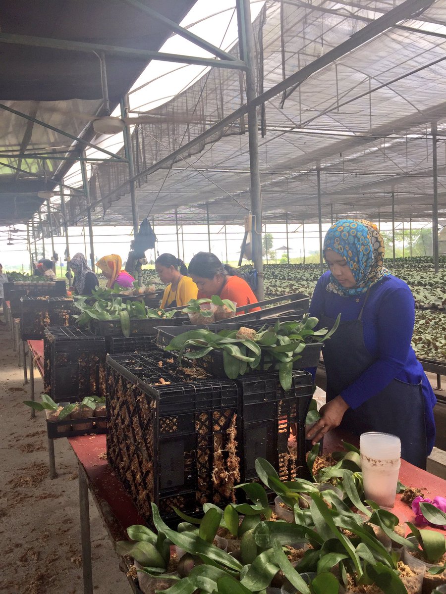AnaSaleh's tweet image. The Orchid is mother nature's masterpiece 
*NLEmbassy visit to Eka Karya Orchid Greenhouse*