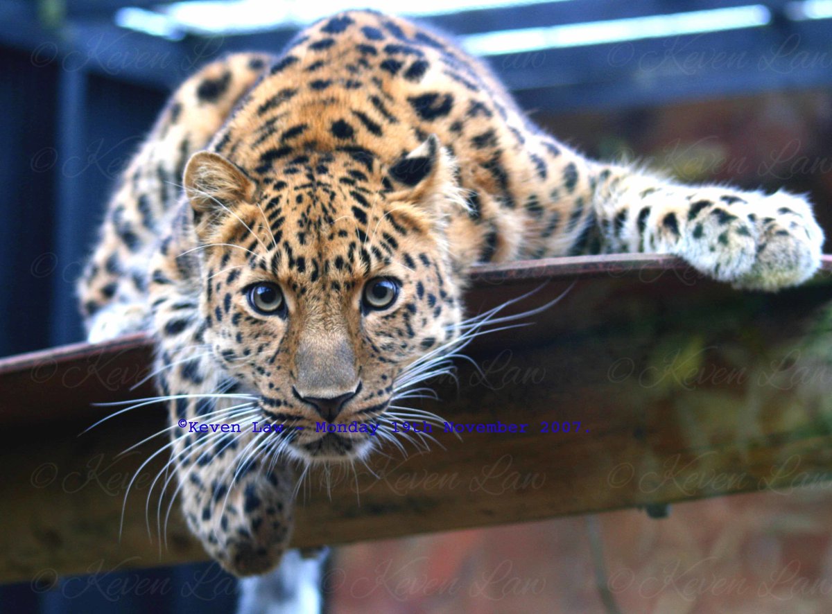 Kevenlaw's tweet photo. @Join_Dave Don't move or he'll eat you for lunch lol:) #TaskmasterTask #Taskmaster #Dave #AmurLeopard #Leopard #wildlifephotography #Animals https://t.co/GCCOaPevX5