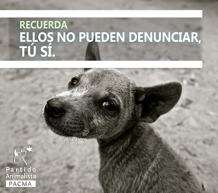 PartidoPACMA's tweet photo. Si eres testigo o conocedor/a de un caso de #MaltratoAnimal es necesario que denuncies👮✅ Te ayudamos en https://t.co/QyOgIOzRYC https://t.co/dn1RDOXD1s