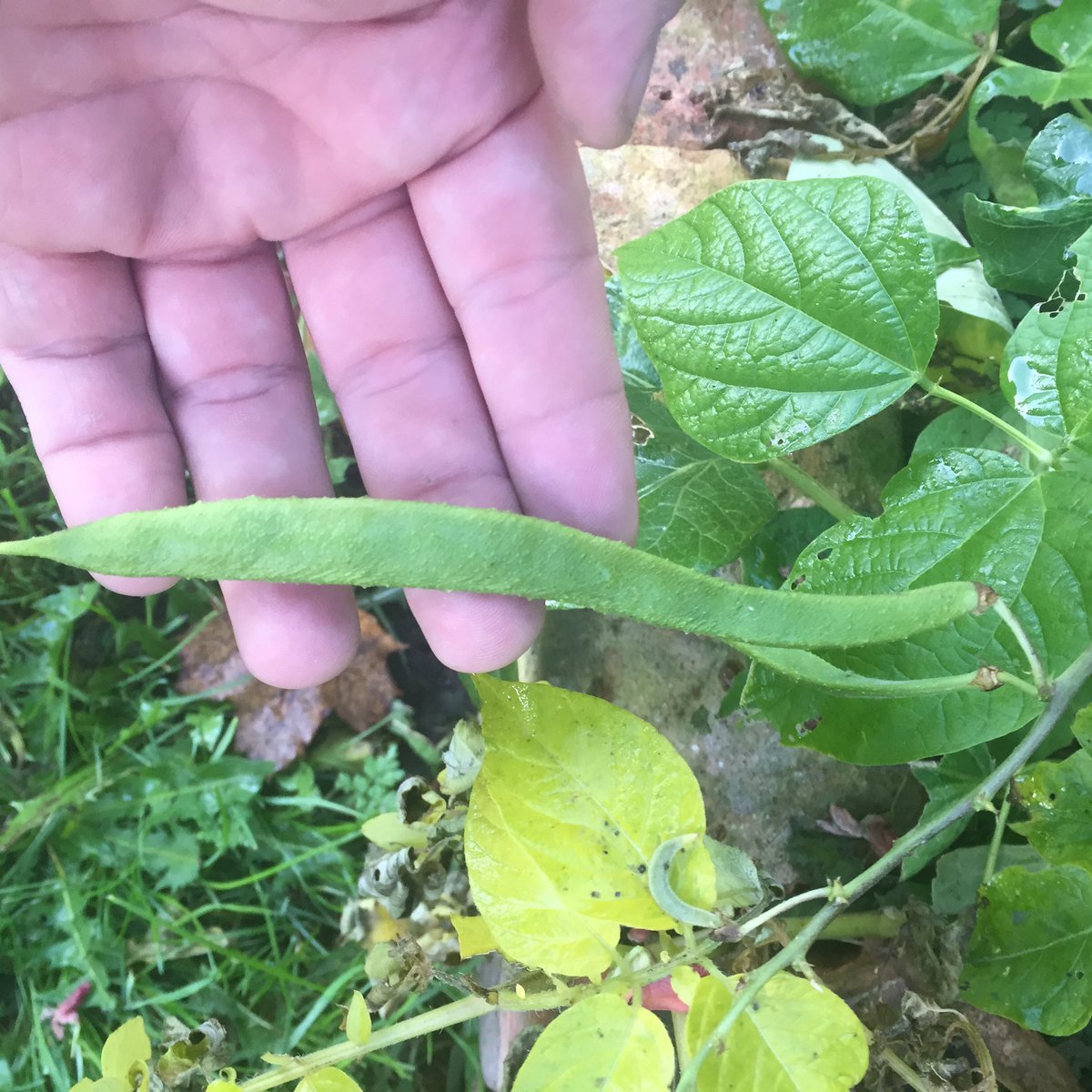 Ted's Homestead tweet media