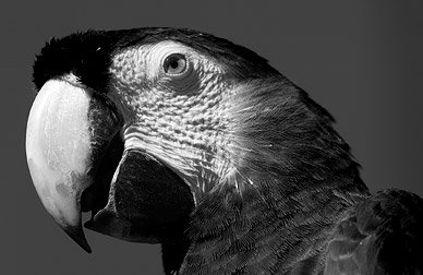 Enrage_Tech's tweet photo. CONVERTING A COLOR PHOTO INTO BLACK &amp; WHITE click here https://t.co/qNxk1A2XTL https://t.co/Rhj92c5ez2