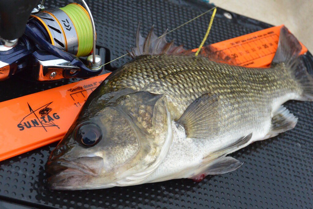 EsfSports's tweet photo. Snuck out for a #quickflick #bass #fishing #suntag https://t.co/17UUqFdVSG