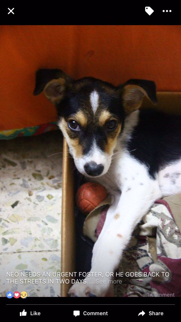 poojadhingraa's tweet photo. Trying to find Neo a foster home! He goes back on the streets in 2 days. Please RT 🙏🏽 https://t.co/nsvHUxsnbm
