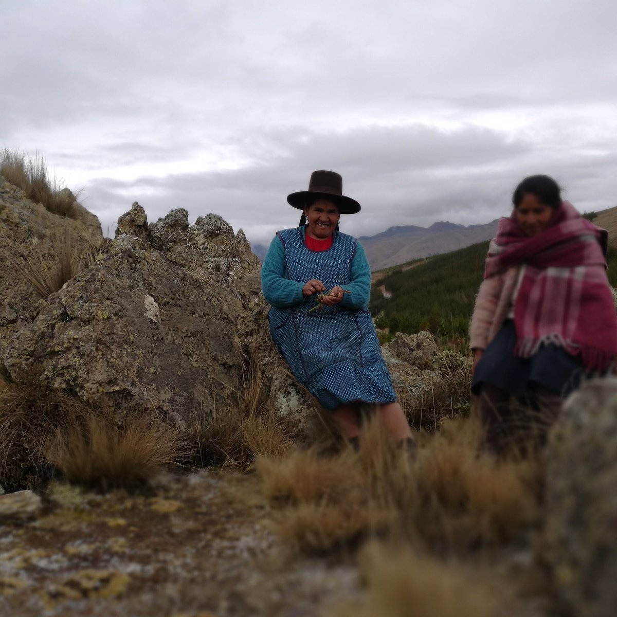 Ladies in Huancarani, helping us in gathering coloring plants #naturaldye #plants #hardwork #culture #coloringfood