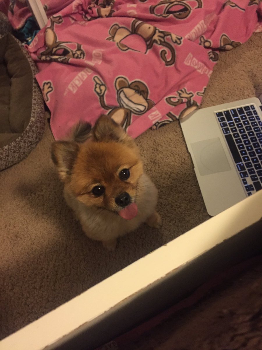 tiarexdimaya's tweet photo. my dog ripped her favorite toy and this is her waiting for me to resew it and when she finally got it back https://t.co/0ghKPUs1Rr