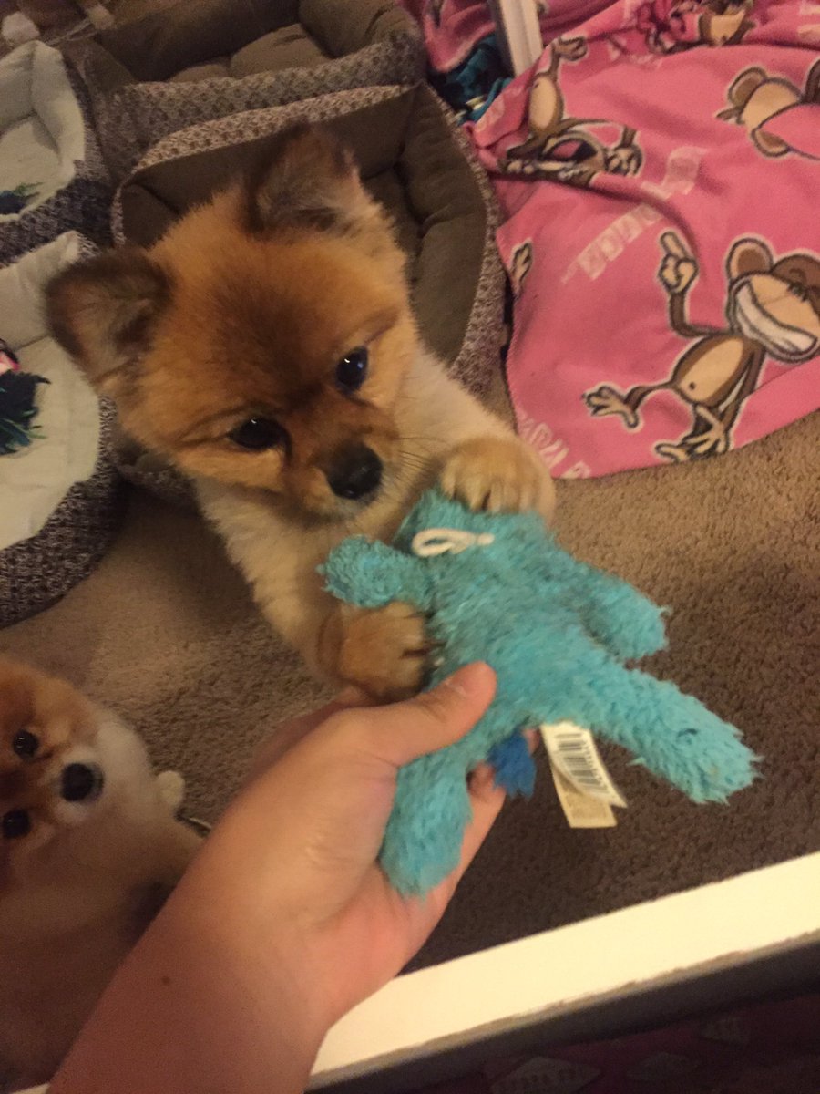 tiarexdimaya's tweet photo. my dog ripped her favorite toy and this is her waiting for me to resew it and when she finally got it back https://t.co/0ghKPUs1Rr