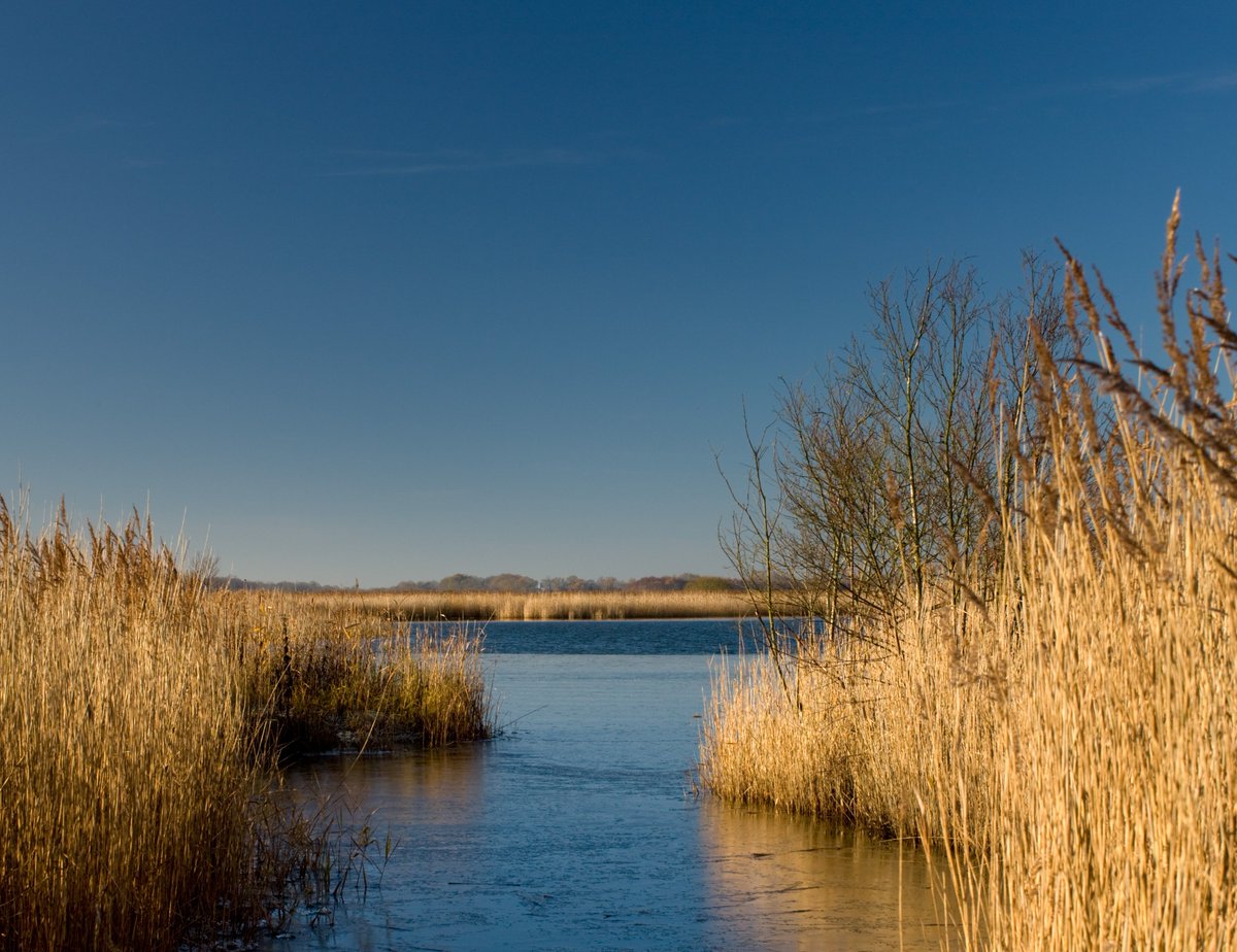 Hickling Broad - historic wildlife haven and home of the booming bittern - £1million public appeal launched today.   Photo: Stephen Mole