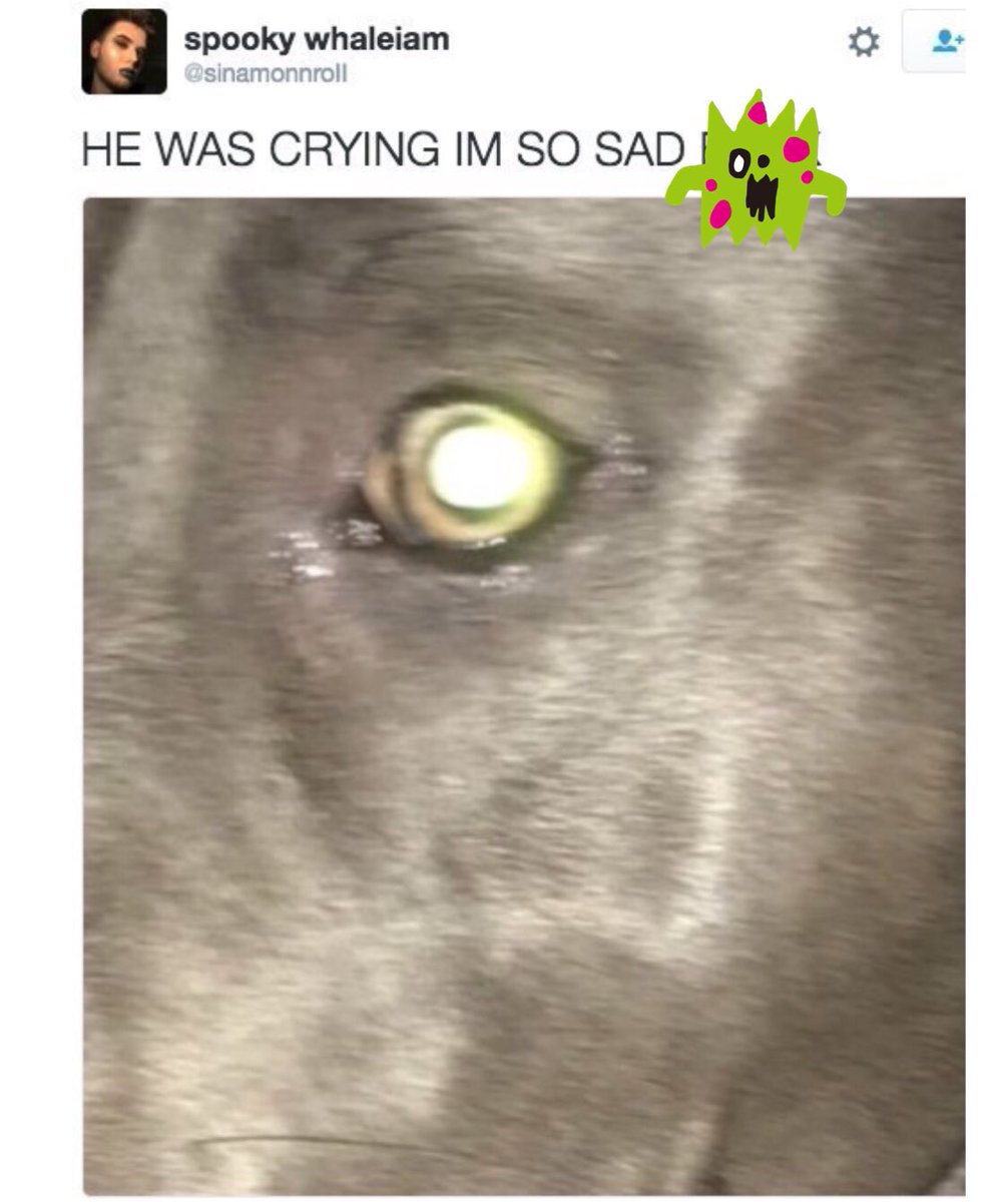 theicejunkie's tweet photo. He looks so sad! ☹️Nobody would pet him...no petting, no candy! https://t.co/c3WmAlZv4k