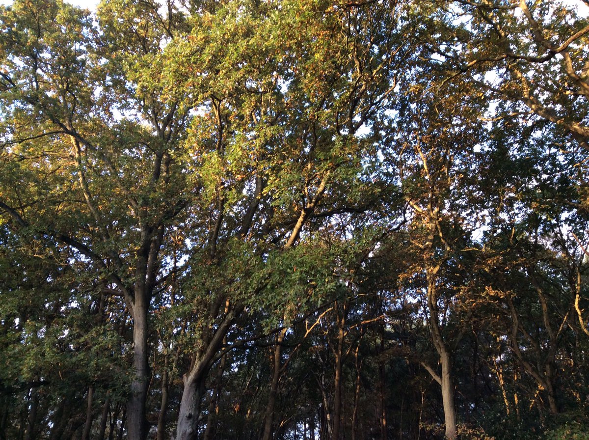 AdrianHarms's tweet photo. Going to be a beautiful day cloud and mist clearing @horsell_common @BBCSurrey @JamesCannon66 https://t.co/iHPXTBYQey