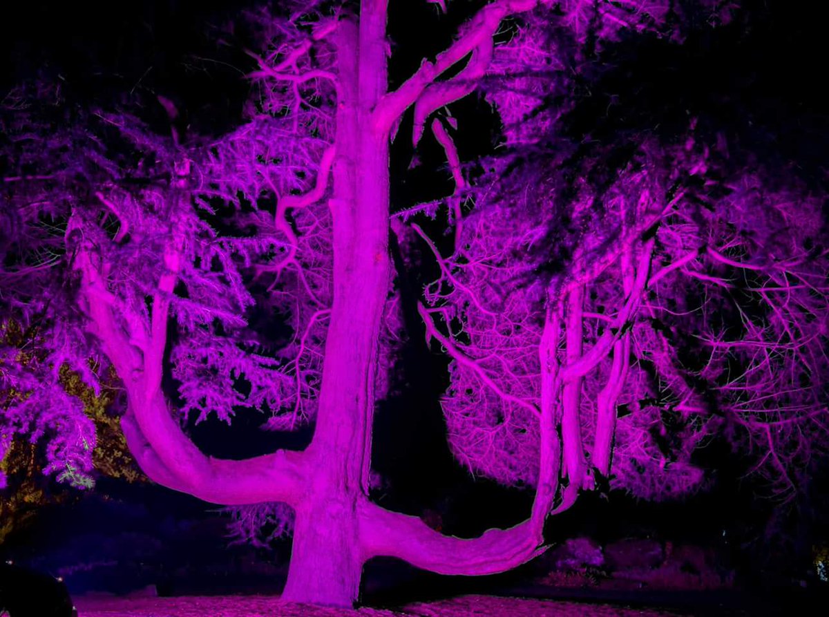 TheChaoticScot's tweet image. The @BotanicLights were AMAZING! Such a difference from last year. Truly magical 🌟 #Scotland #BotanicLights @STVEdinburgh @edinburghpaper