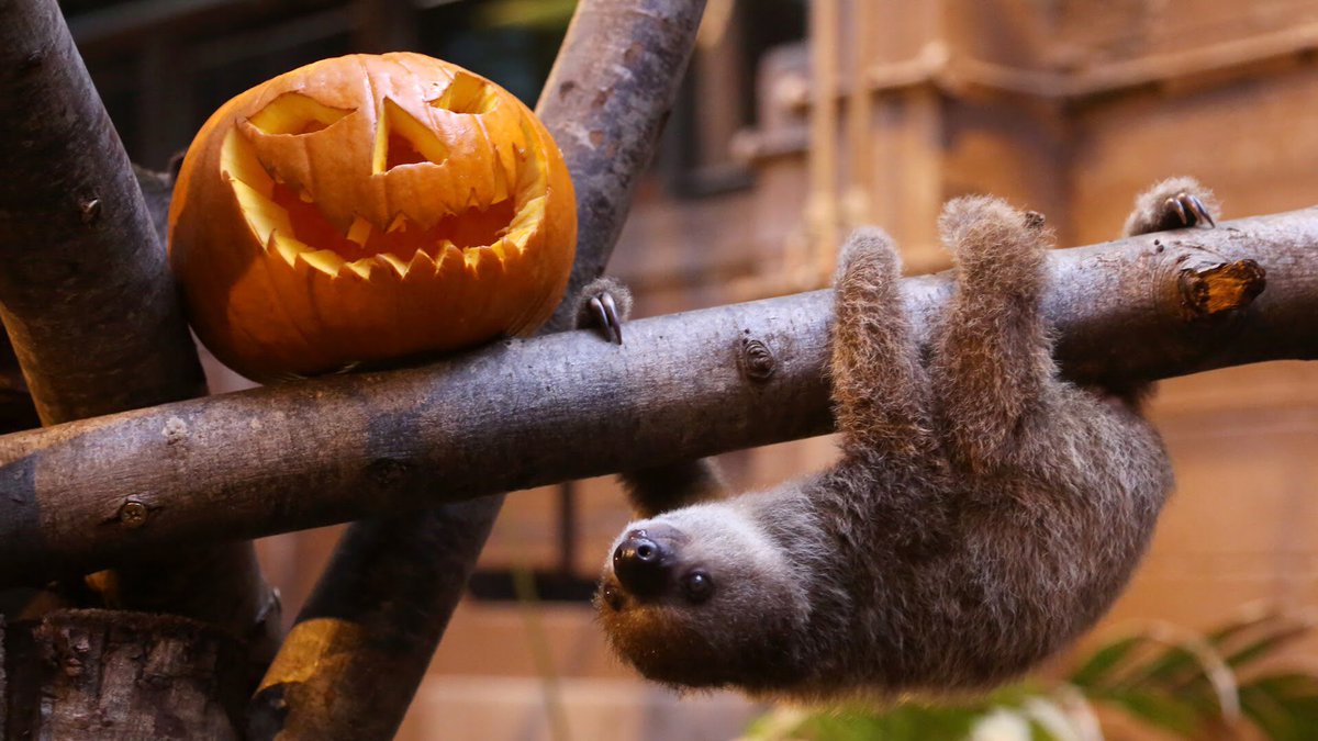 lndeutsch's tweet photo. Join me 4 tonight's Post- Halloween #dtk12chat We'll b sharing some tasty tricks, treats, &amp; other good stuff! https://t.co/j5iygxcthe