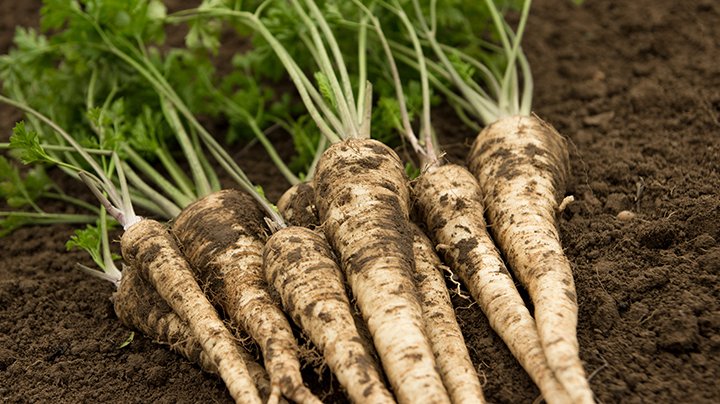 Nu oogsten: wortelpeterselie. #moestuin #tip #oogsten #tuinieren
detuinoptafel.com/nu-oogsten-wor…