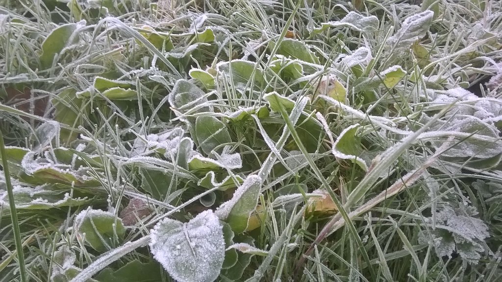 Brrrrr frosty this morning - time to get your bobble on! Check out the options scruffydogcreations.co.uk/shop