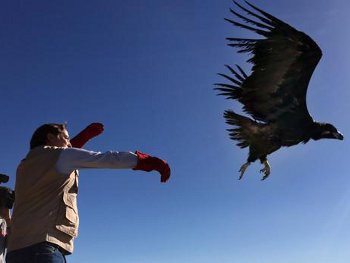 AEAFMA's tweet photo. Sueltan dos buitres negros en Cercedilla tras ser recuperados por Agentes Forestales https://t.co/YcRaVTAnqD https://t.co/CsYAHDKRPd