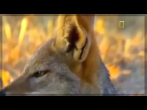 TubeFear's tweet image. Animal Documentary National Geographic   ... - feartube.com/animal-documen… #AnimalsNationalGeographic #GiantPython #NationalGeographic